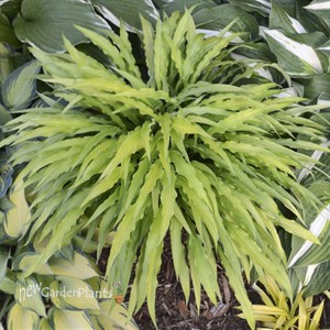 Hosta 'Curly Fries'