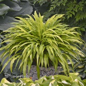 Hosta 'Curly Fries'