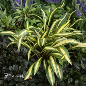 Hosta 'Cherry Berry'