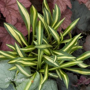 Hosta 'Cherry Berry'