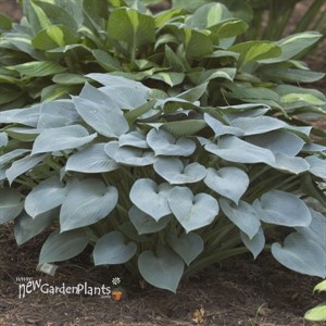 Hosta 'Halcyon'