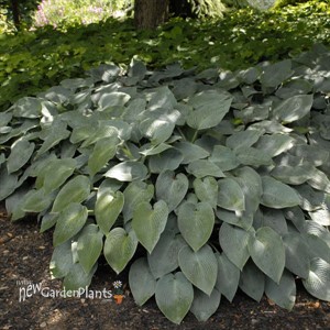 Hosta 'Halcyon'