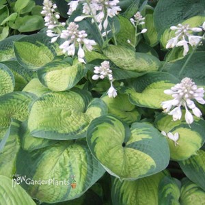 Hosta 'Paradigm'