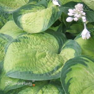 Hosta 'Paradigm'