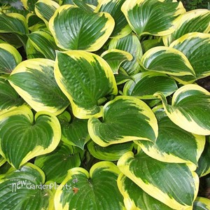 Hosta 'Queen Josephine'