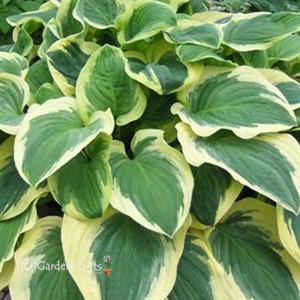 Hosta 'Diana Remembered'