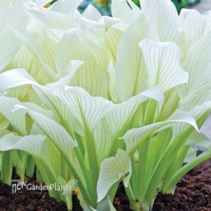 Hosta 'White Feather'