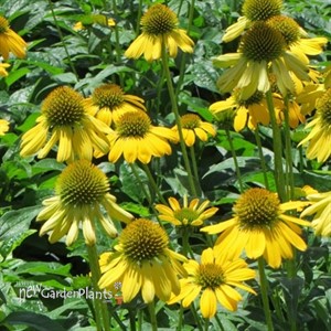 'Sombrero Lemon Yellow' Coneflower
