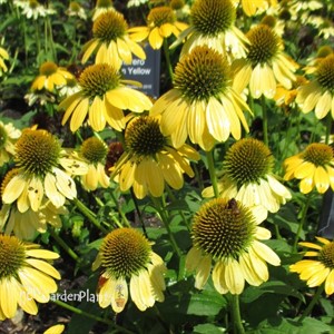 'Sombrero Lemon Yellow' Coneflower