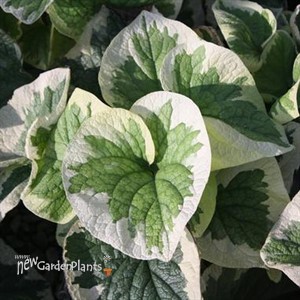 'Variegata' Brunnera