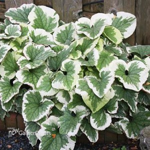 'Variegata' Brunnera
