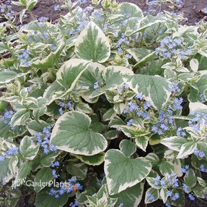 'Variegata' Brunnera
