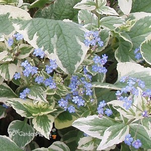 'Variegata' Brunnera