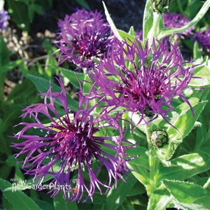 Centaurea 'Amethyst Dream'