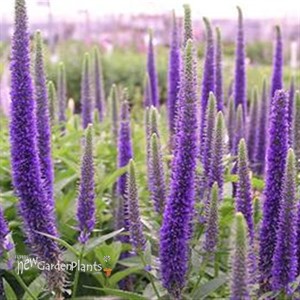 'Royal Candles' Speedwell