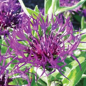 Centaurea 'Amethyst Dream'