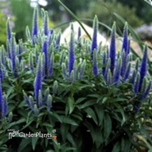 'Royal Candles' Speedwell