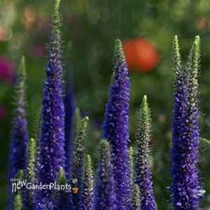 'Royal Candles' Speedwell