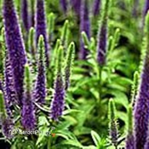 'Royal Candles' Speedwell