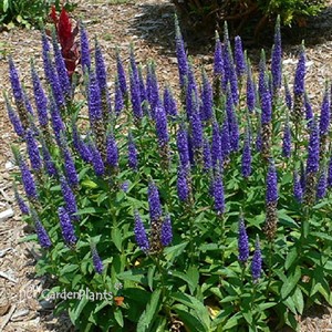 'Royal Candles' Speedwell