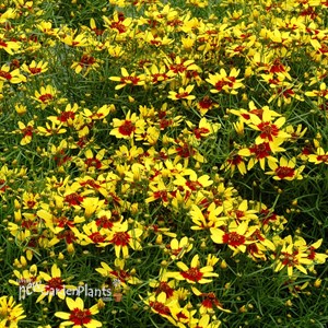 'Firefly'  Coreopsis 
