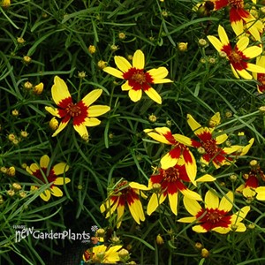 'Firefly'  Coreopsis 