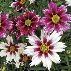 'Starlight' Coreopsis