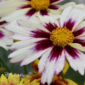 'Starlight' Coreopsis