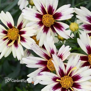 'Starlight' Coreopsis