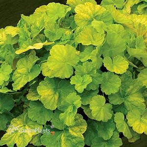 NORTHERN EXPOSURE Lime