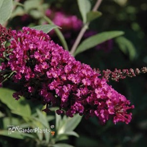 Buddleia Buzz 'Velvet' Buddleja 