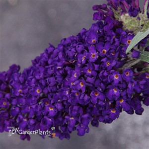 Buddleia Buzz™ 'Midnight' Buddleja 