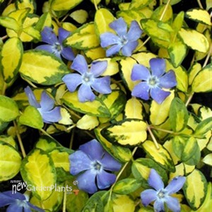 'Illumination' Periwinkle, Myrtle