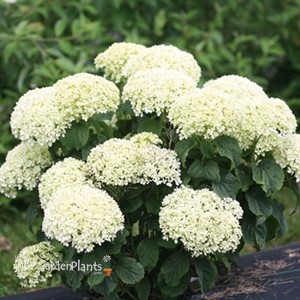 Invincibelle Limetta Smooth hydrangea
