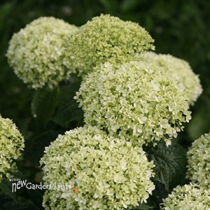 Invincibelle Limetta Smooth hydrangea