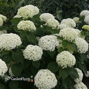 Invincibelle Limetta Smooth hydrangea