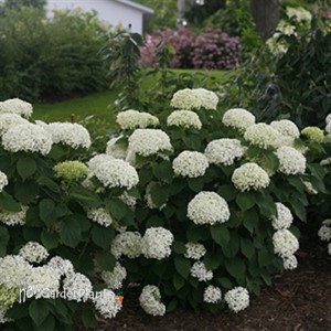 Invincibelle Limetta Smooth hydrangea