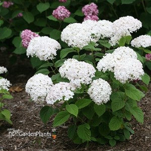 Invincibelle Wee White  Smooth hydrangea