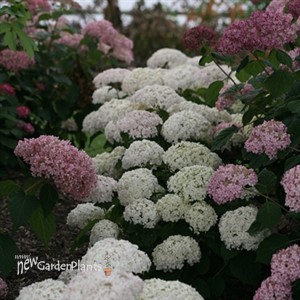 Invincibelle Wee White  Smooth hydrangea