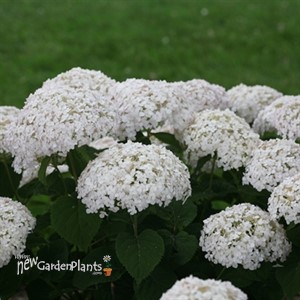 Invincibelle Wee White  Smooth hydrangea