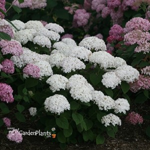 Invincibelle Wee White  Smooth hydrangea