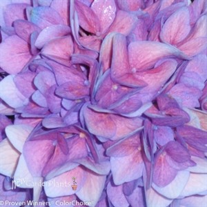 Let's Dance Rhythmic Blue Hydrangea