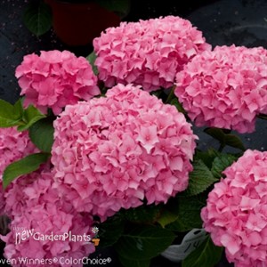 Let's Dance Rhythmic Blue Hydrangea