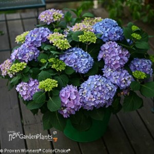 Let's Dance Rhythmic Blue Hydrangea