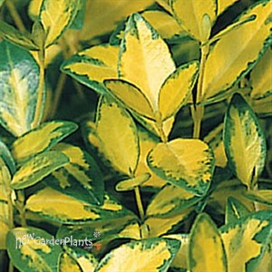 'Illumination' Periwinkle, Myrtle