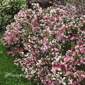 Weigela Czechmark Trilogy