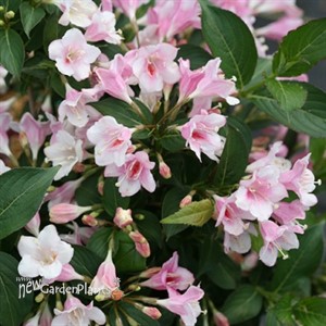 Weigela Czechmark Trilogy