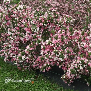 Weigela Czechmark Trilogy