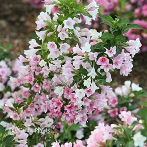 Weigela Czechmark Trilogy