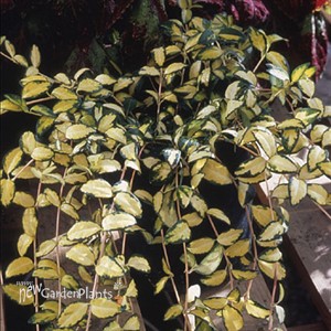 'Illumination' Periwinkle, Myrtle